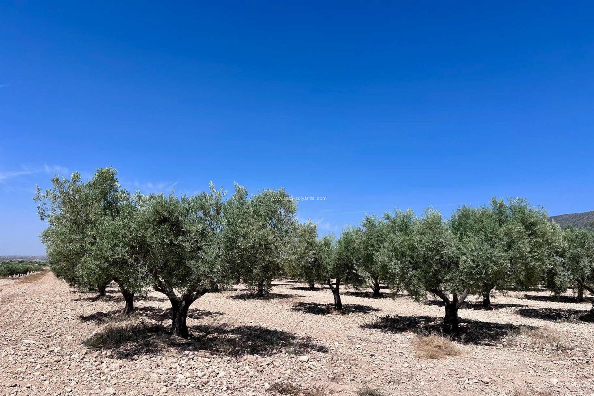 Resale - Land - Monóvar - Inland