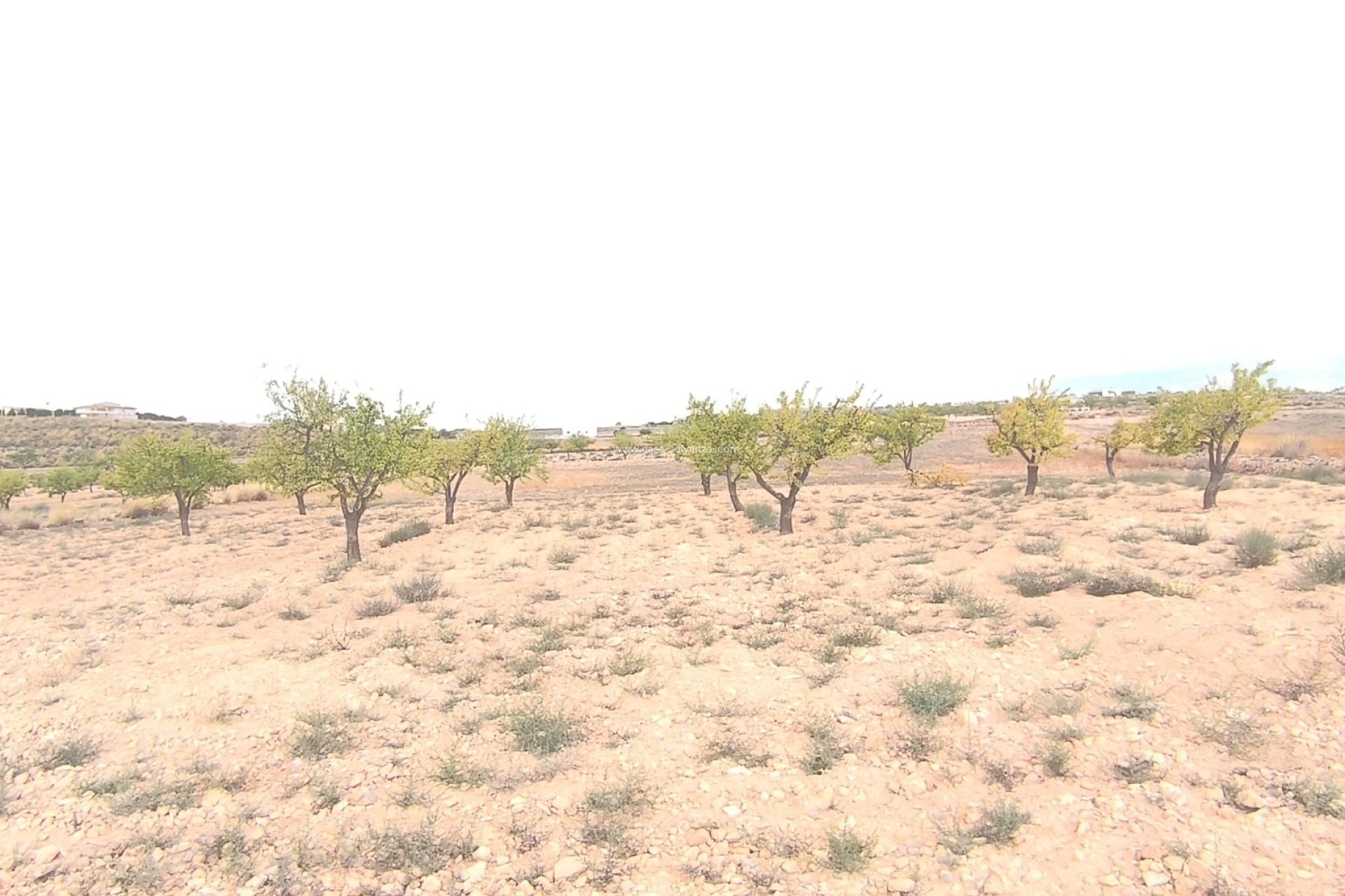 Resale - Land - Pinoso - Inland