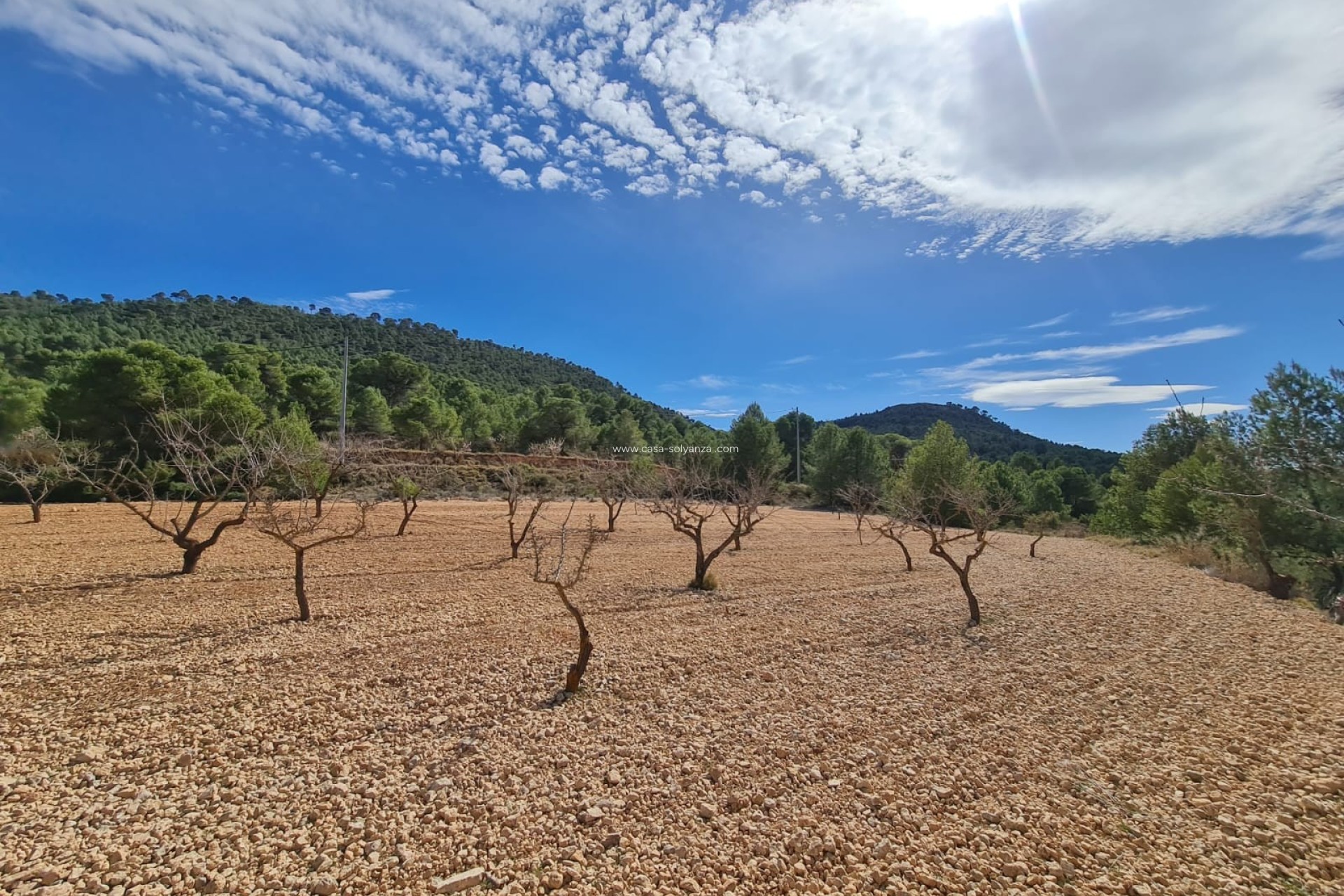 Resale - Land - Pinoso - Inland