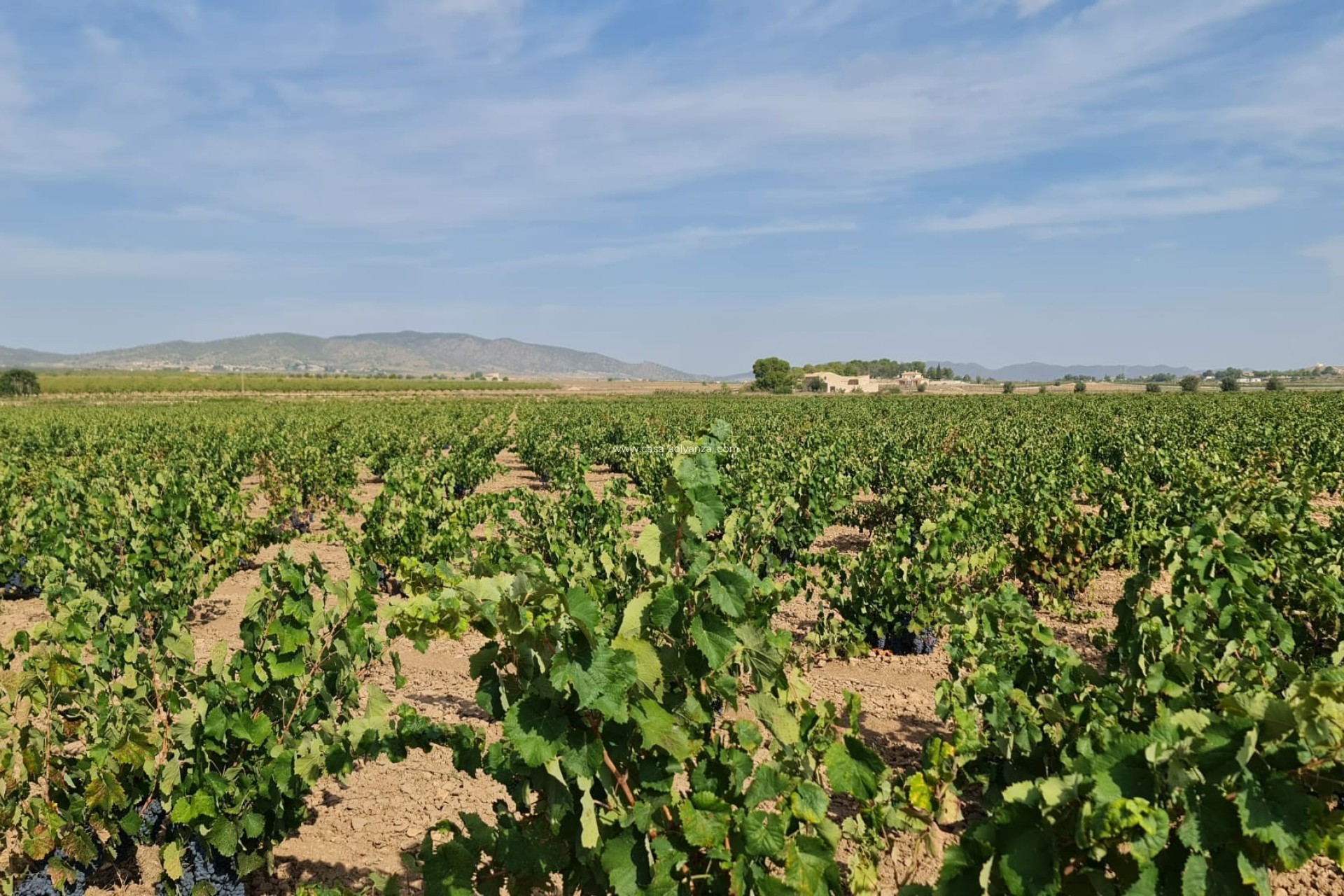 Resale - Land - Pinoso - Inland