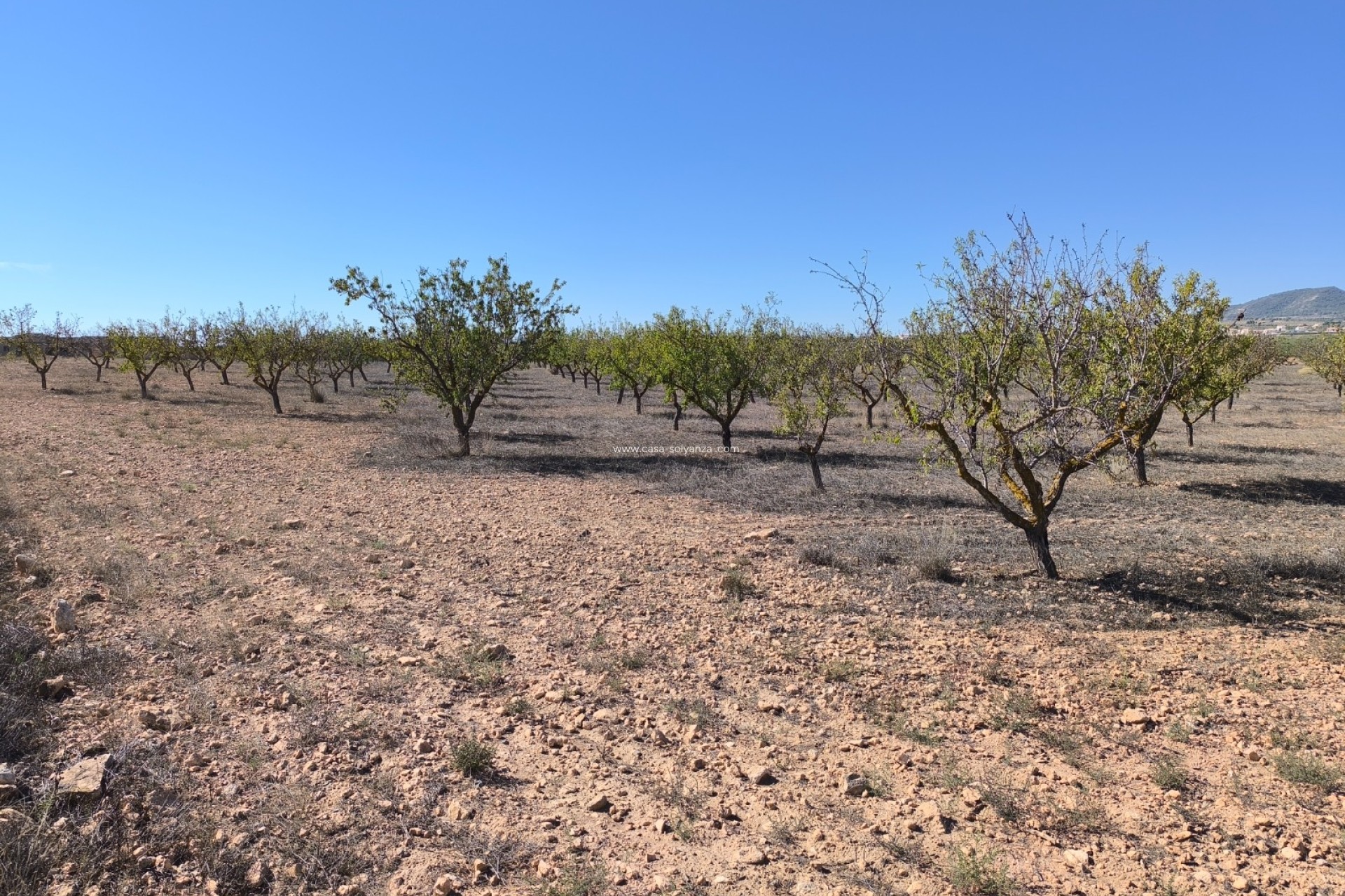 Resale - Land - Pinoso - Inland