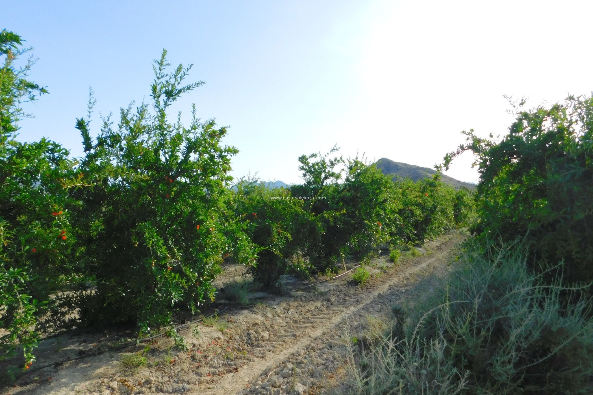 Resale - Land - Torremendo