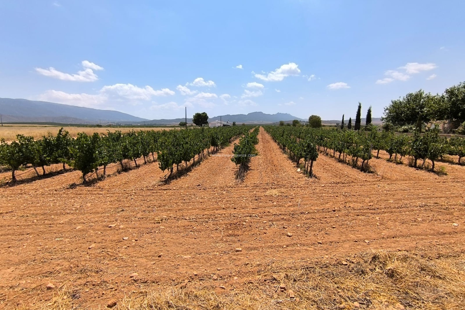 Resale - Land - Yecla - Inland