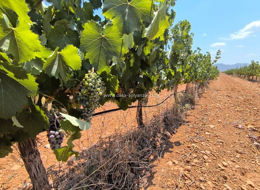Resale - Land - Yecla - Inland