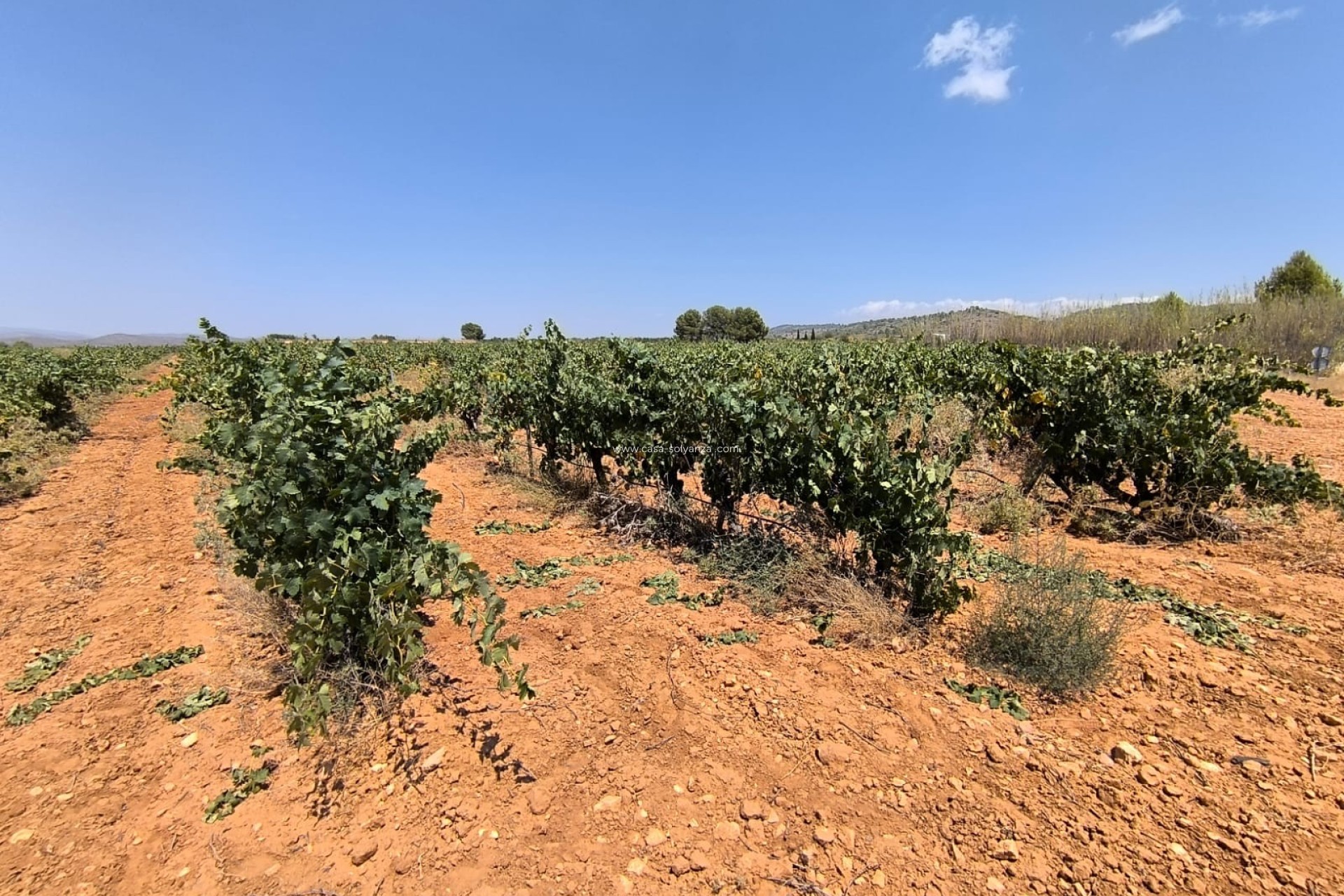 Resale - Land - Yecla - Inland