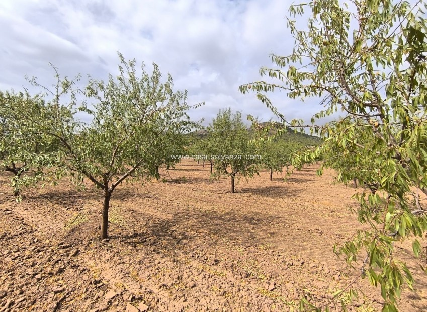Resale - Land - Yecla - Inland