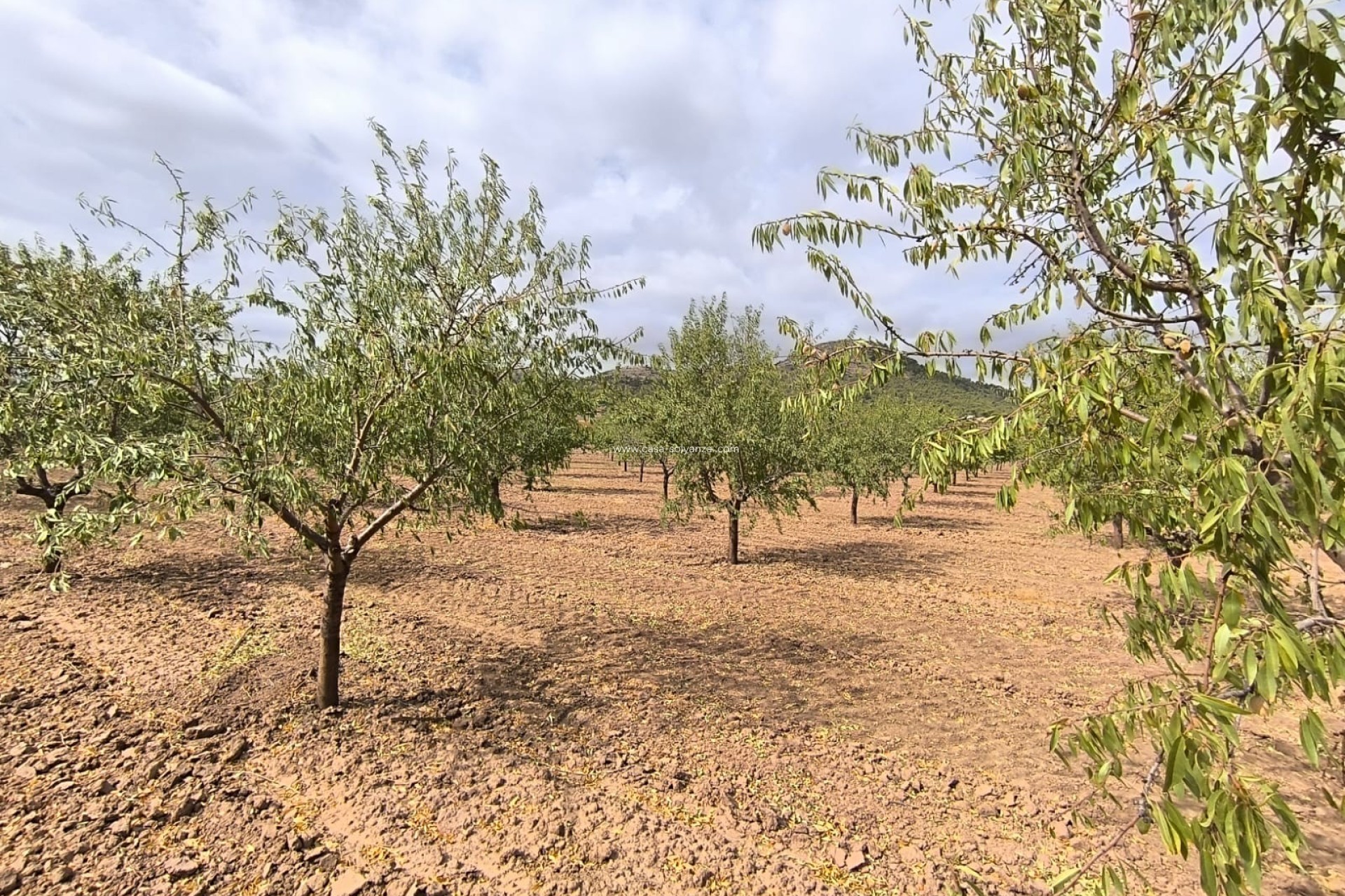 Resale - Land - Yecla - Inland