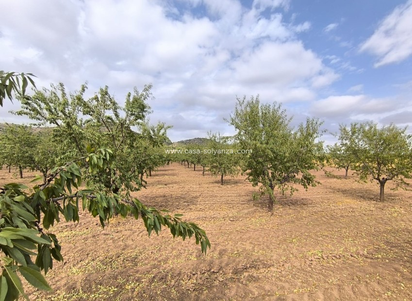 Resale - Land - Yecla - Inland