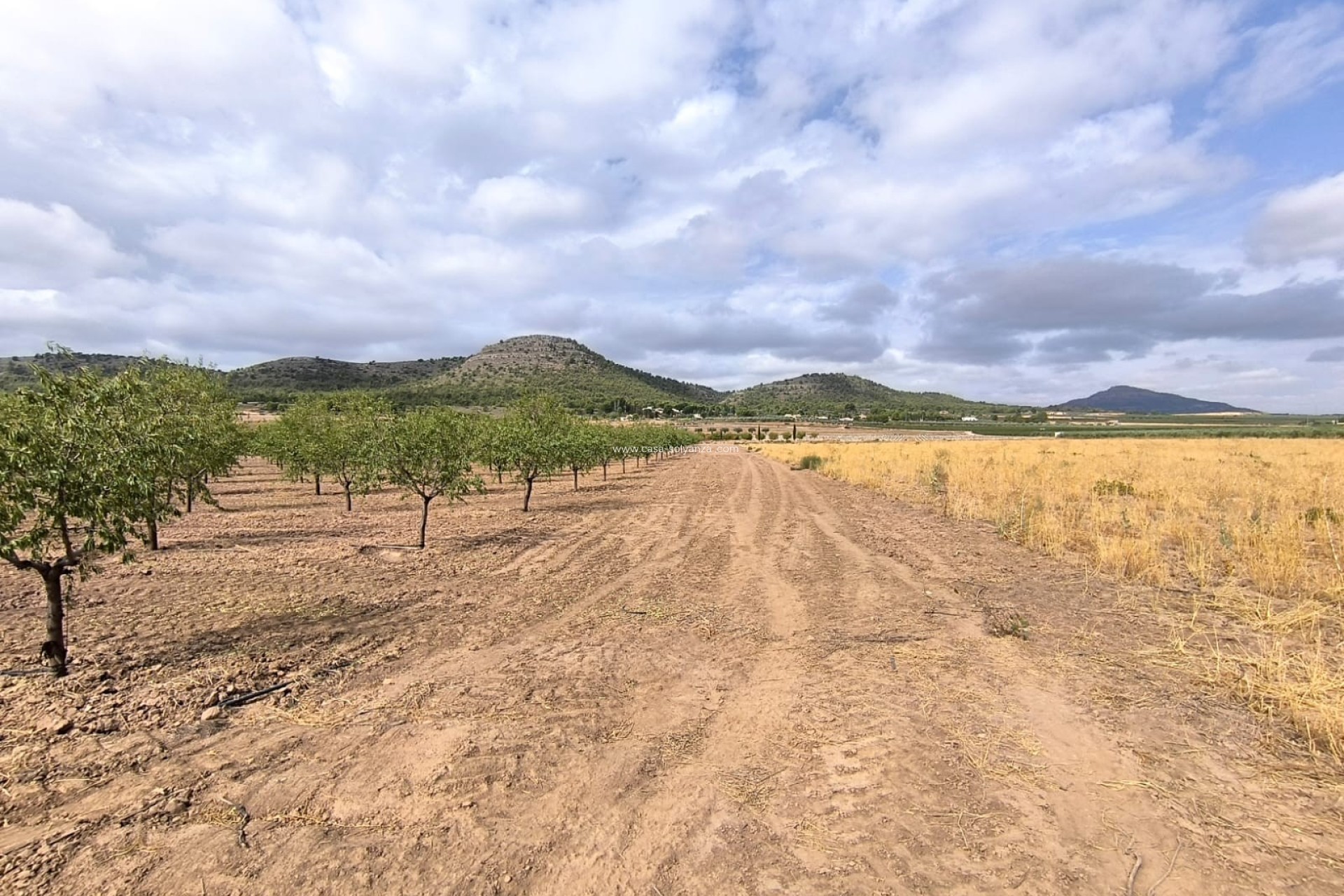 Resale - Land - Yecla - Inland