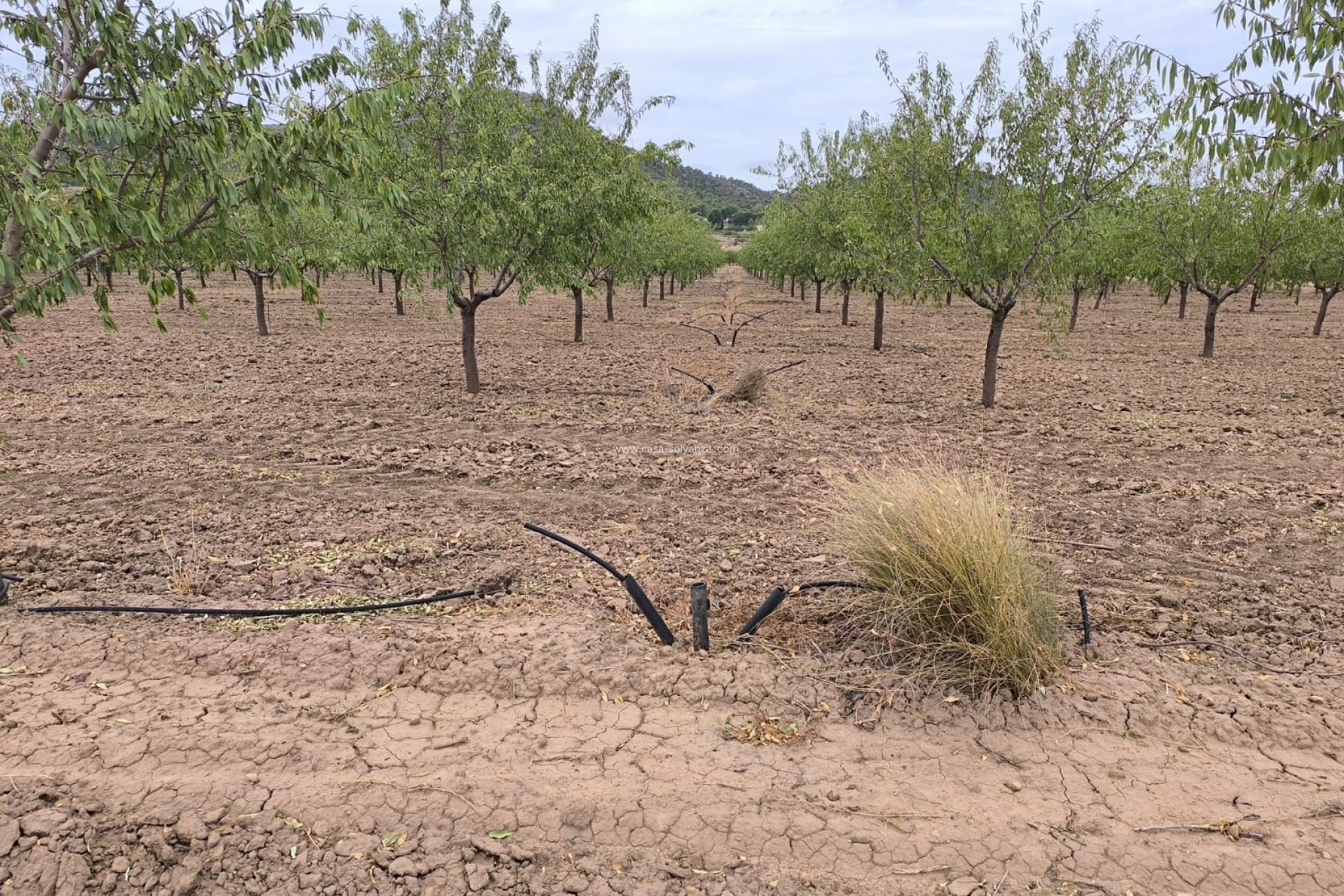 Resale - Land - Yecla - Inland