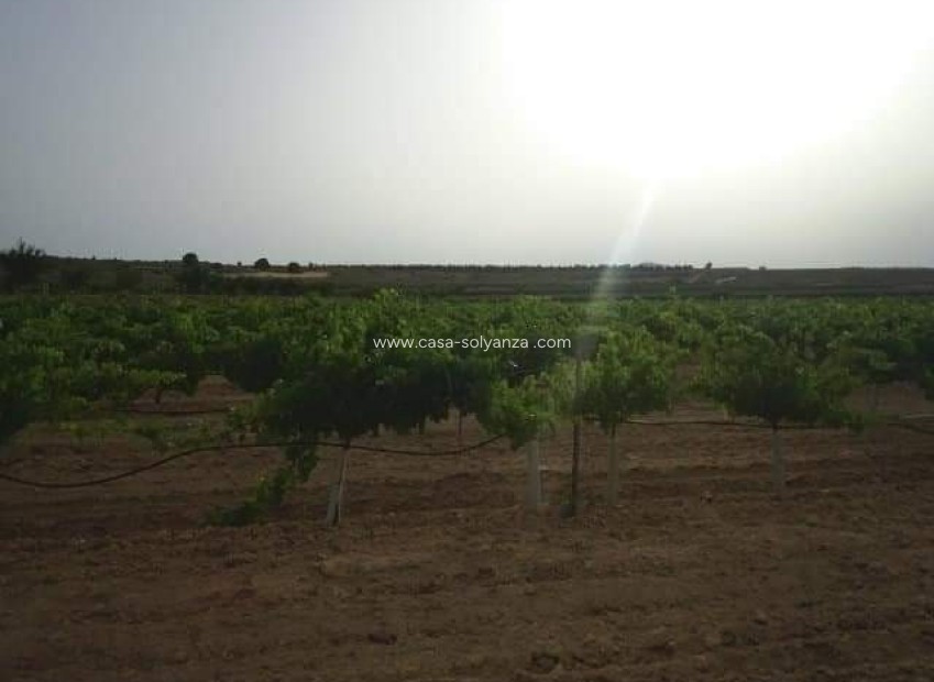 Resale - Land - Yecla - Inland