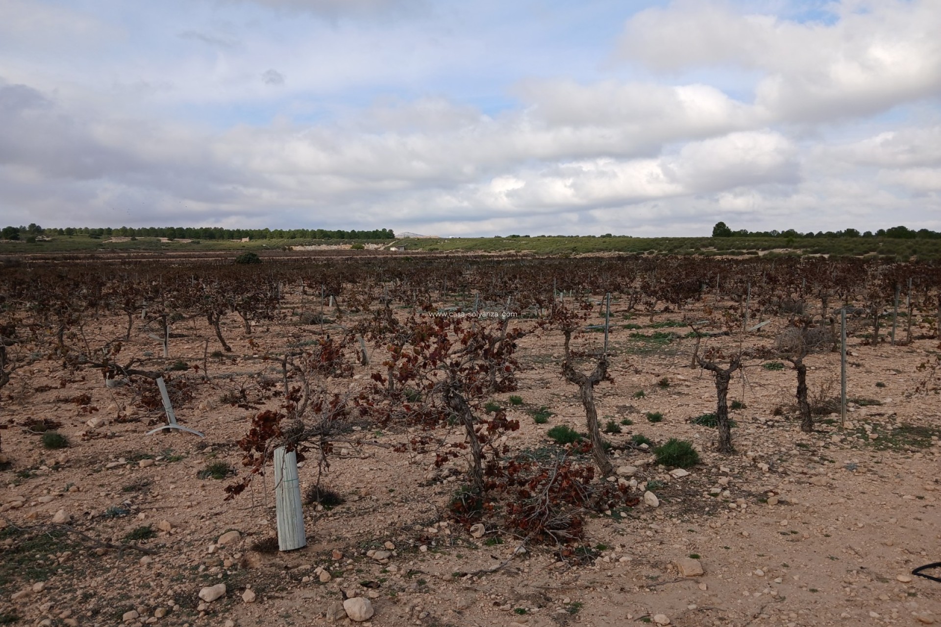 Resale - Land - Yecla - Inland