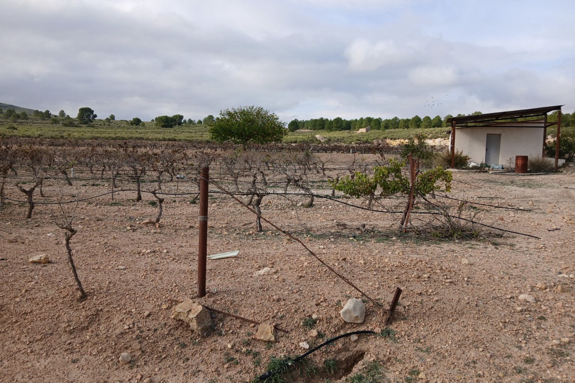 Resale - Land - Yecla - Inland
