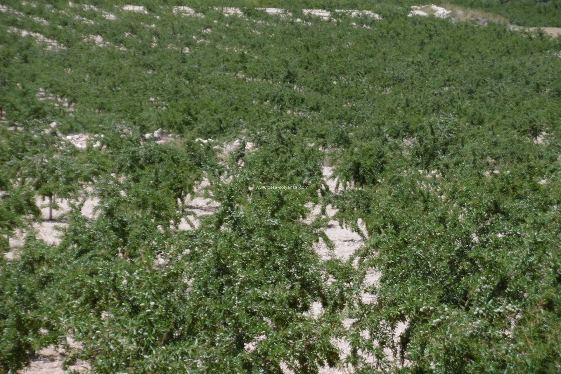 Resale - Land - Yecla - Inland