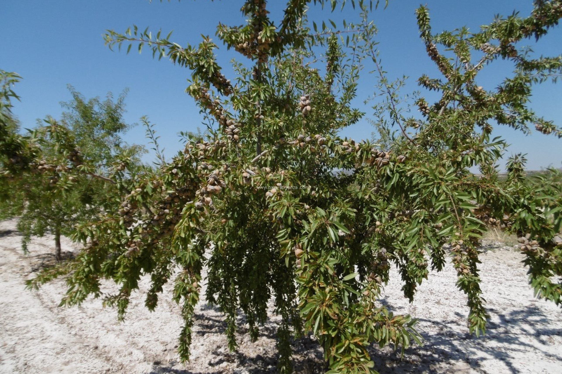 Resale - Land - Yecla - Inland