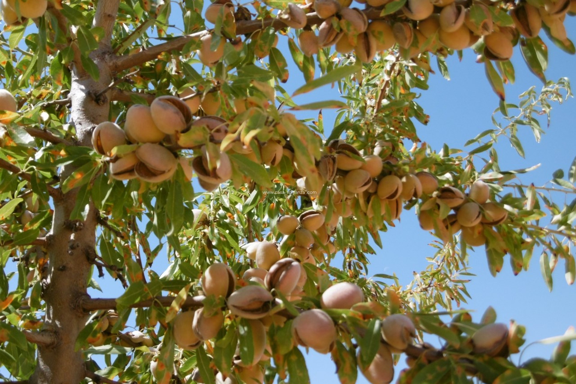 Resale - Land - Yecla - Inland