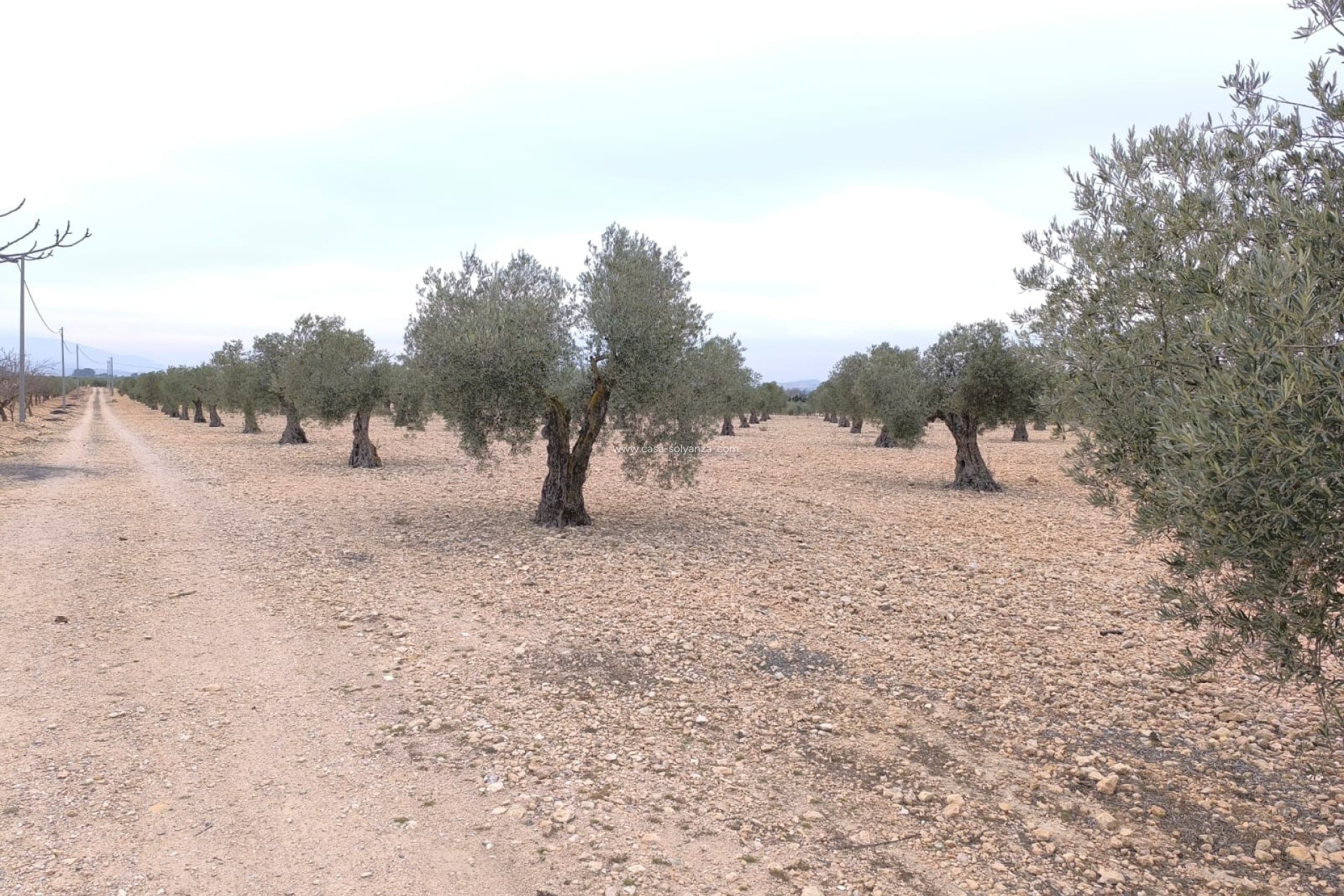 Resale - Land - Yecla - Inland