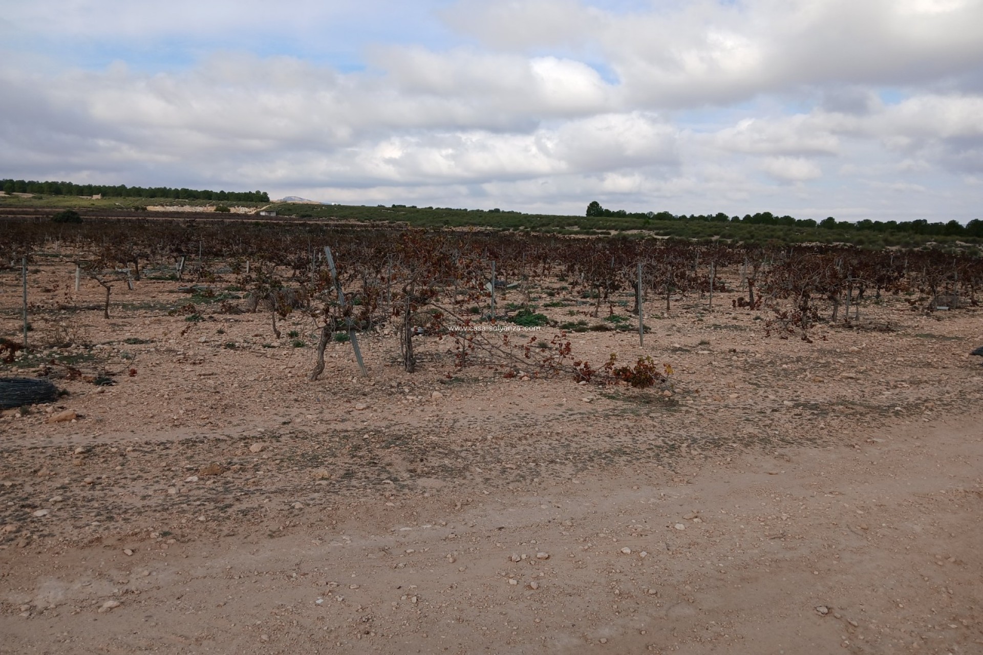 Resale - Land - Yecla - Inland