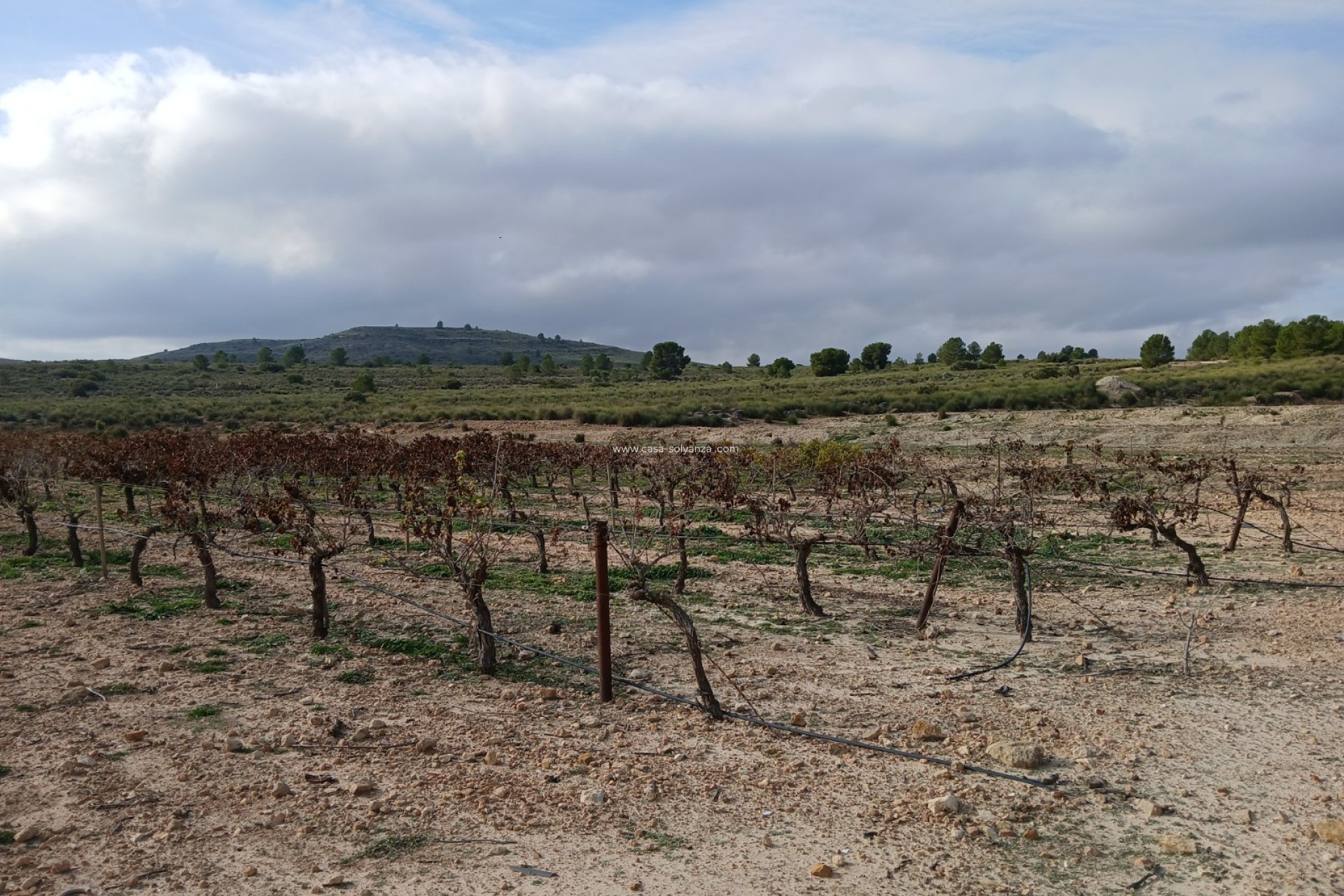 Resale - Land - Yecla - Inland