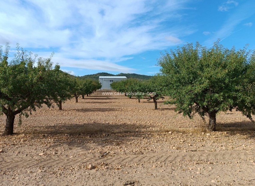 Resale - Land - Yecla - Inland