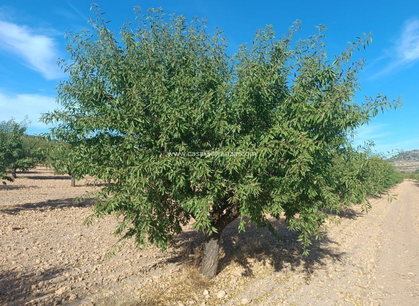 Resale - Land - Yecla - Inland