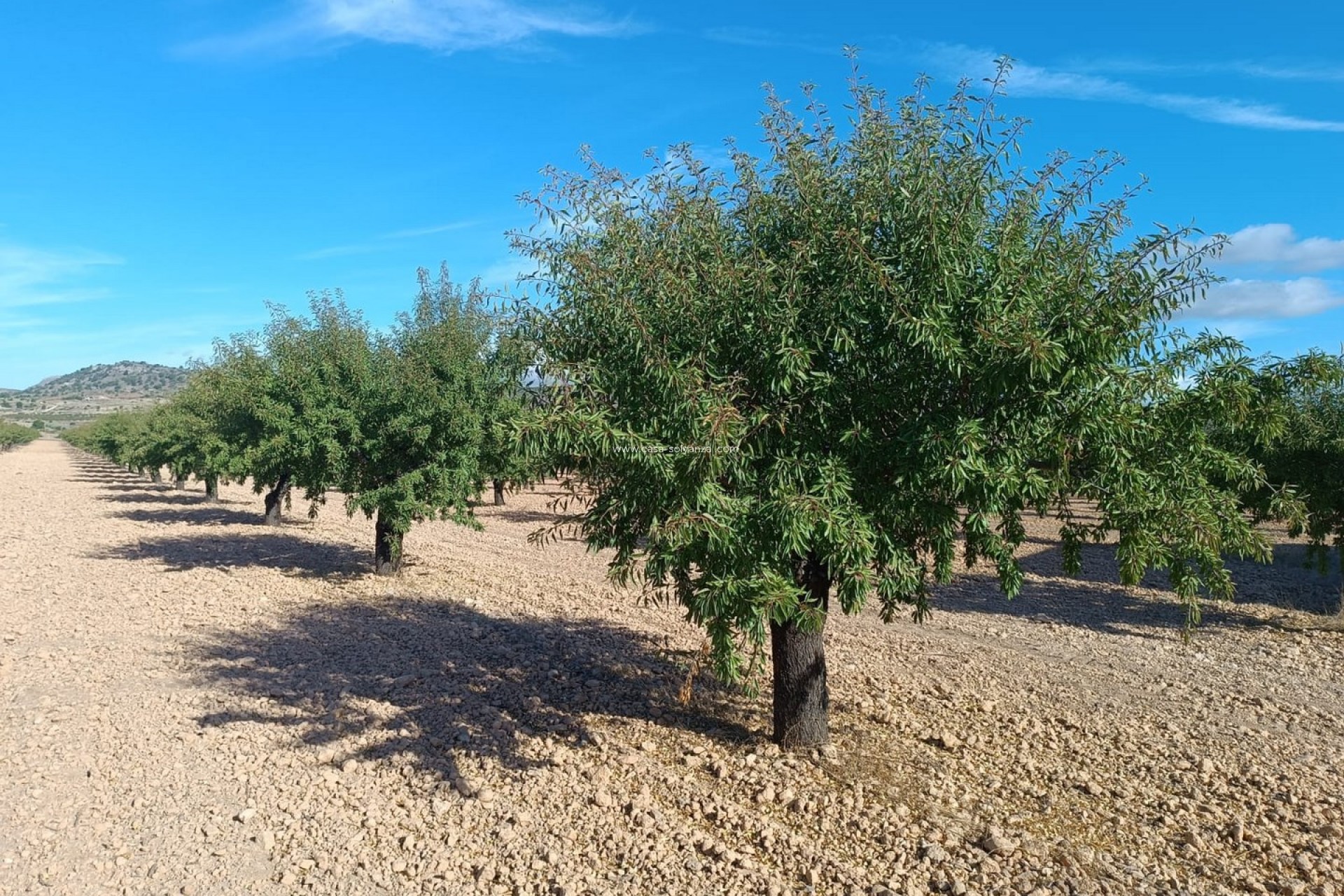 Resale - Land - Yecla - Inland