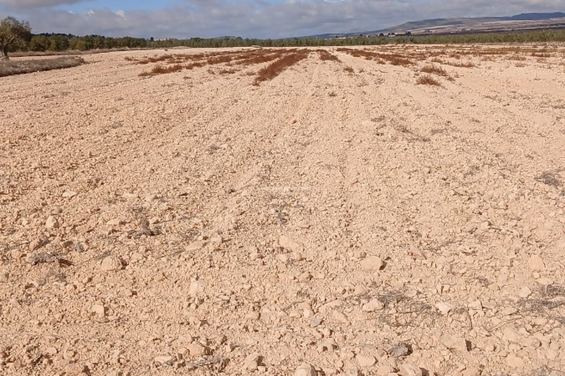 Resale - Land - Yecla - Inland