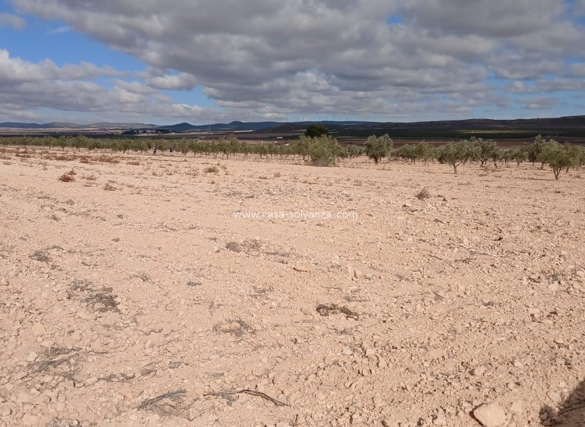 Resale - Land - Yecla - Inland