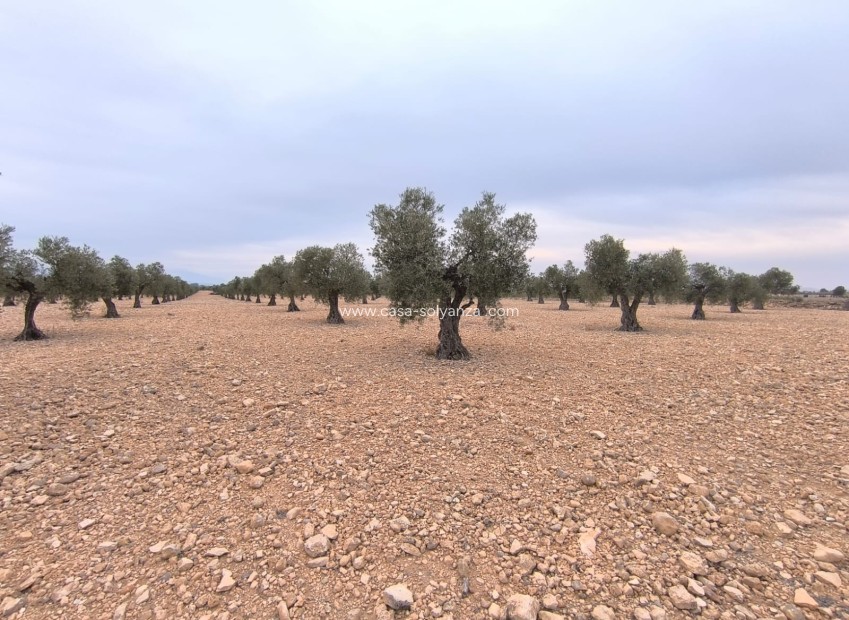 Resale - Land - Yecla - Inland