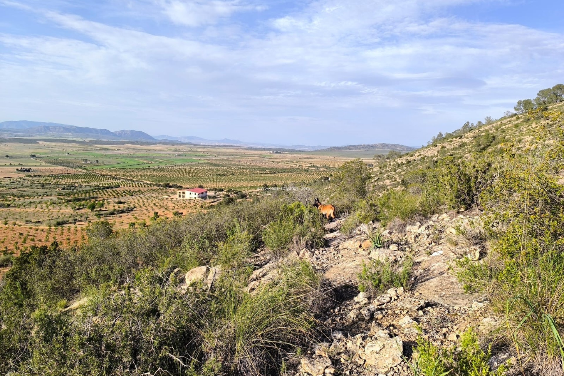 Resale - Land - Yecla - Inland