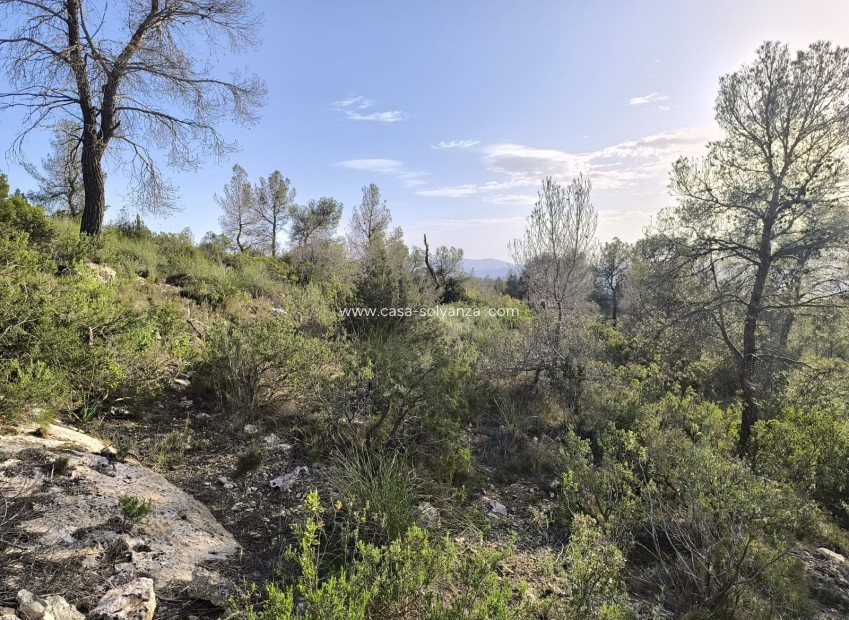 Resale - Land - Yecla - Inland
