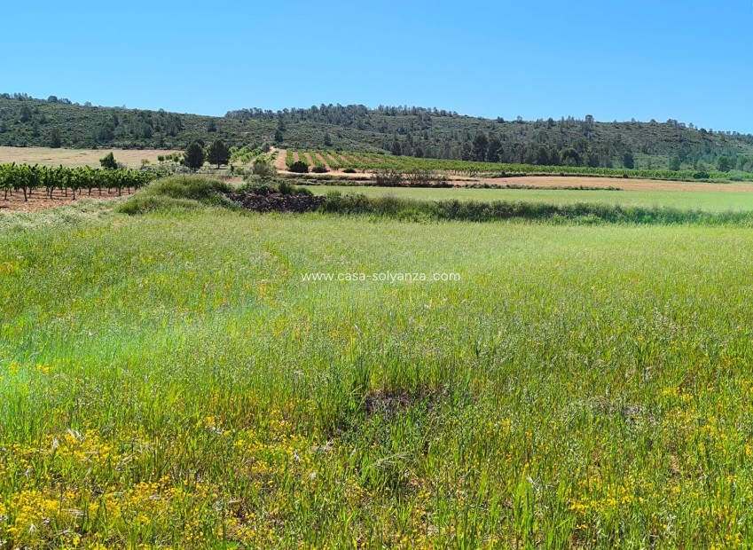 Resale - Land - Yecla - Inland