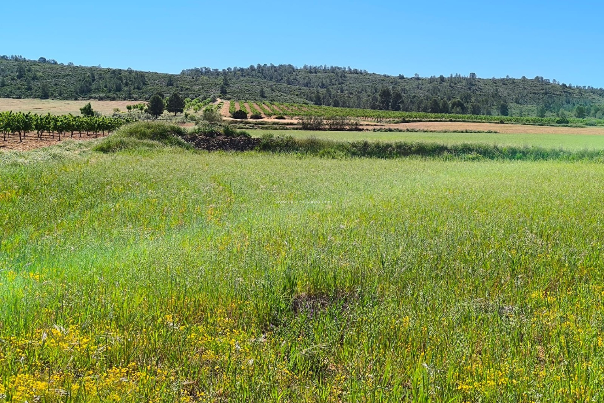 Resale - Land - Yecla - Inland