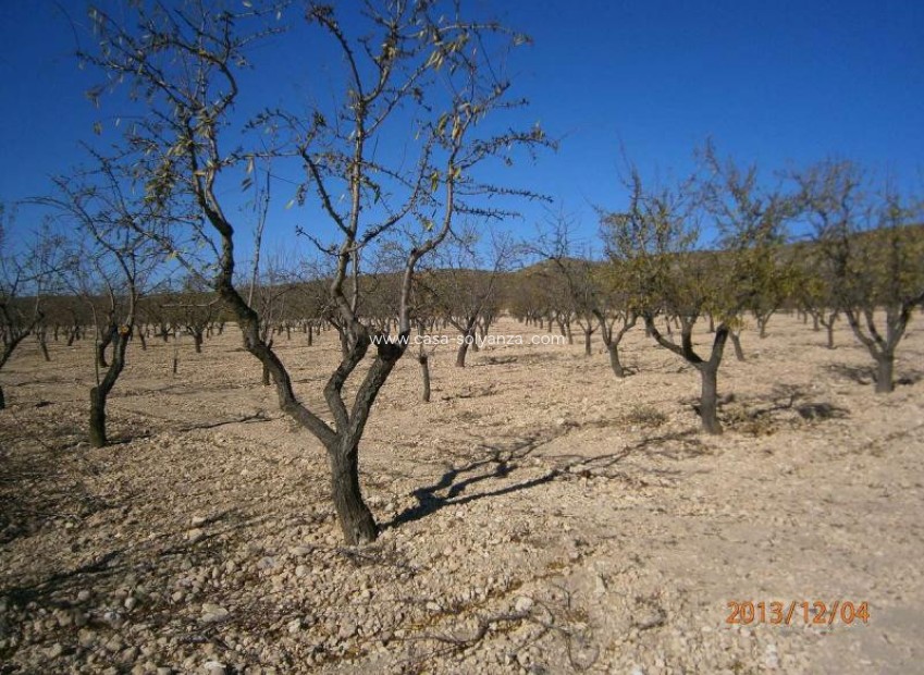 Resale - Land - Yecla - Yecla Centro