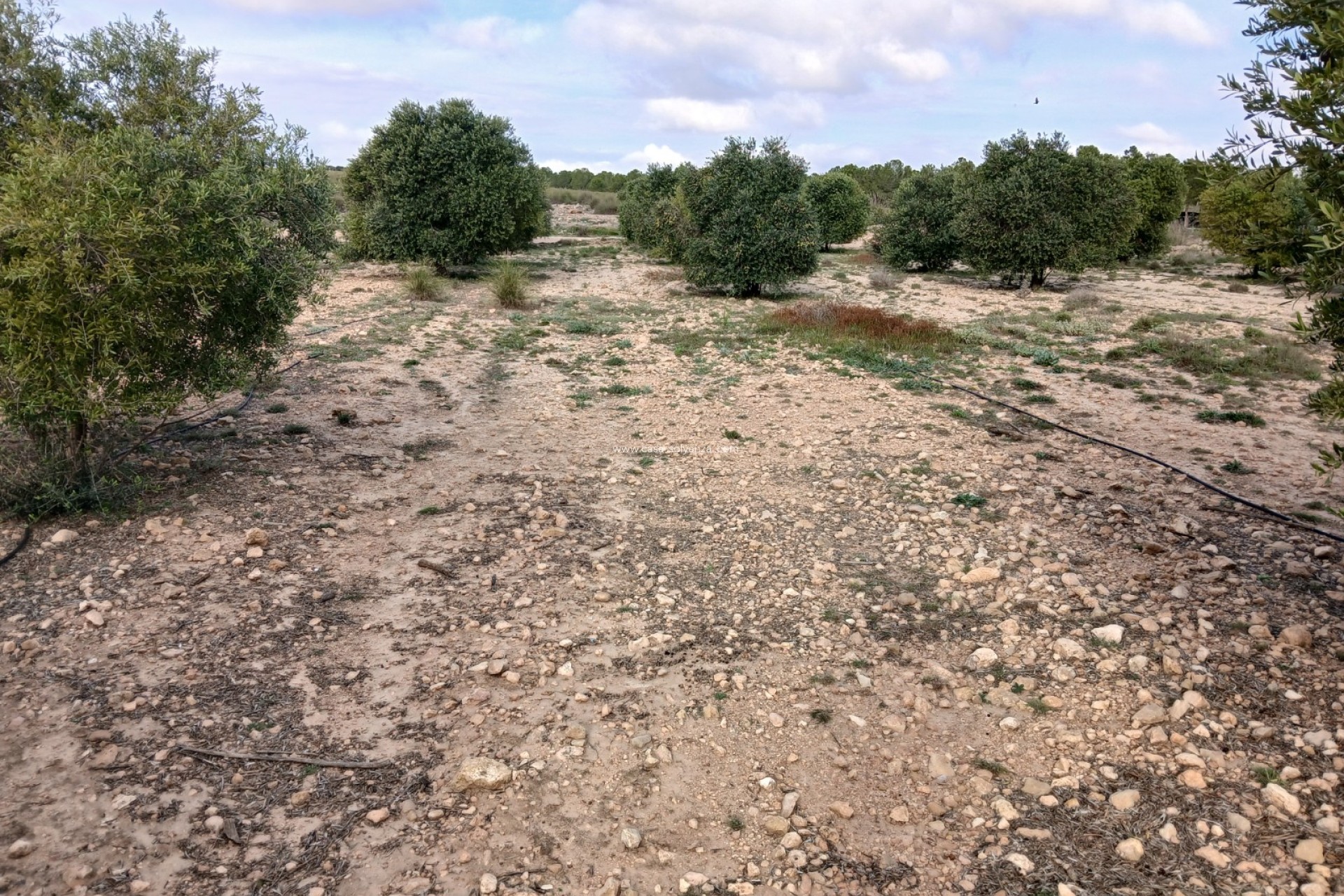 Resale - Land - Yecla