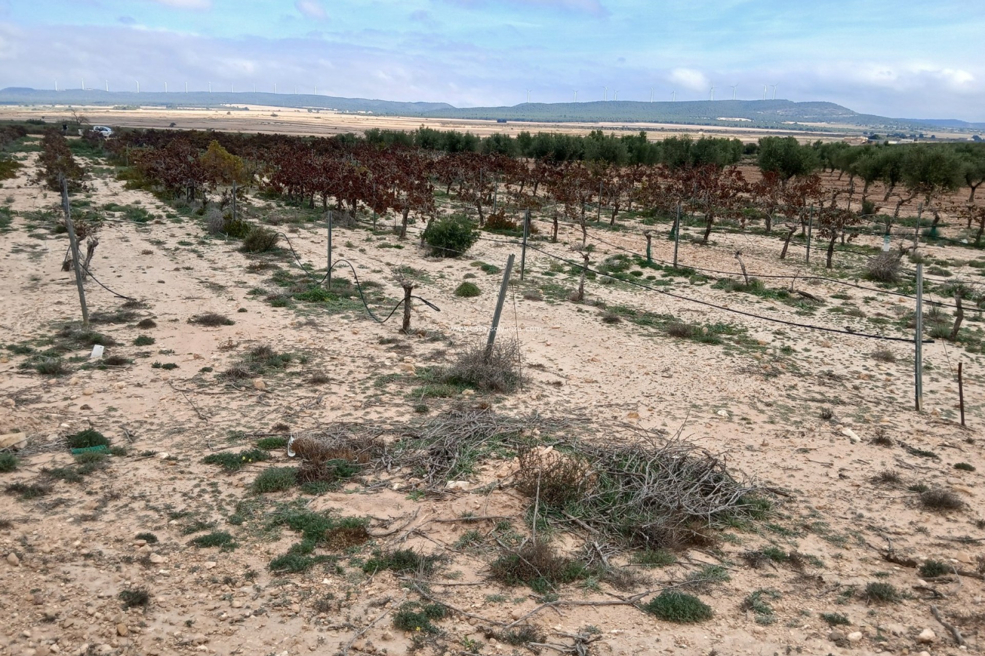 Resale - Land - Yecla