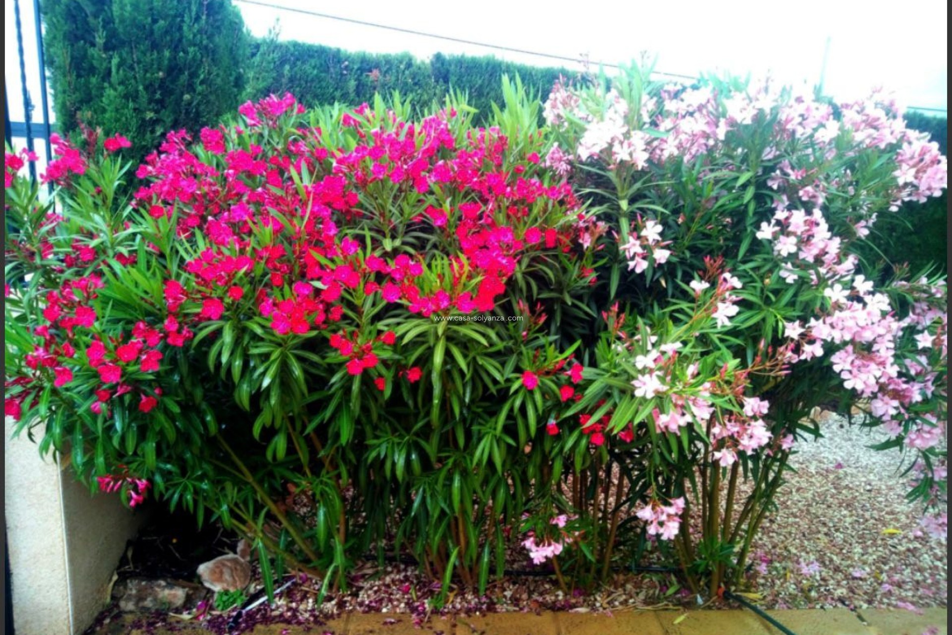 Resale - Townhouse - Guardamar del Segura - 0