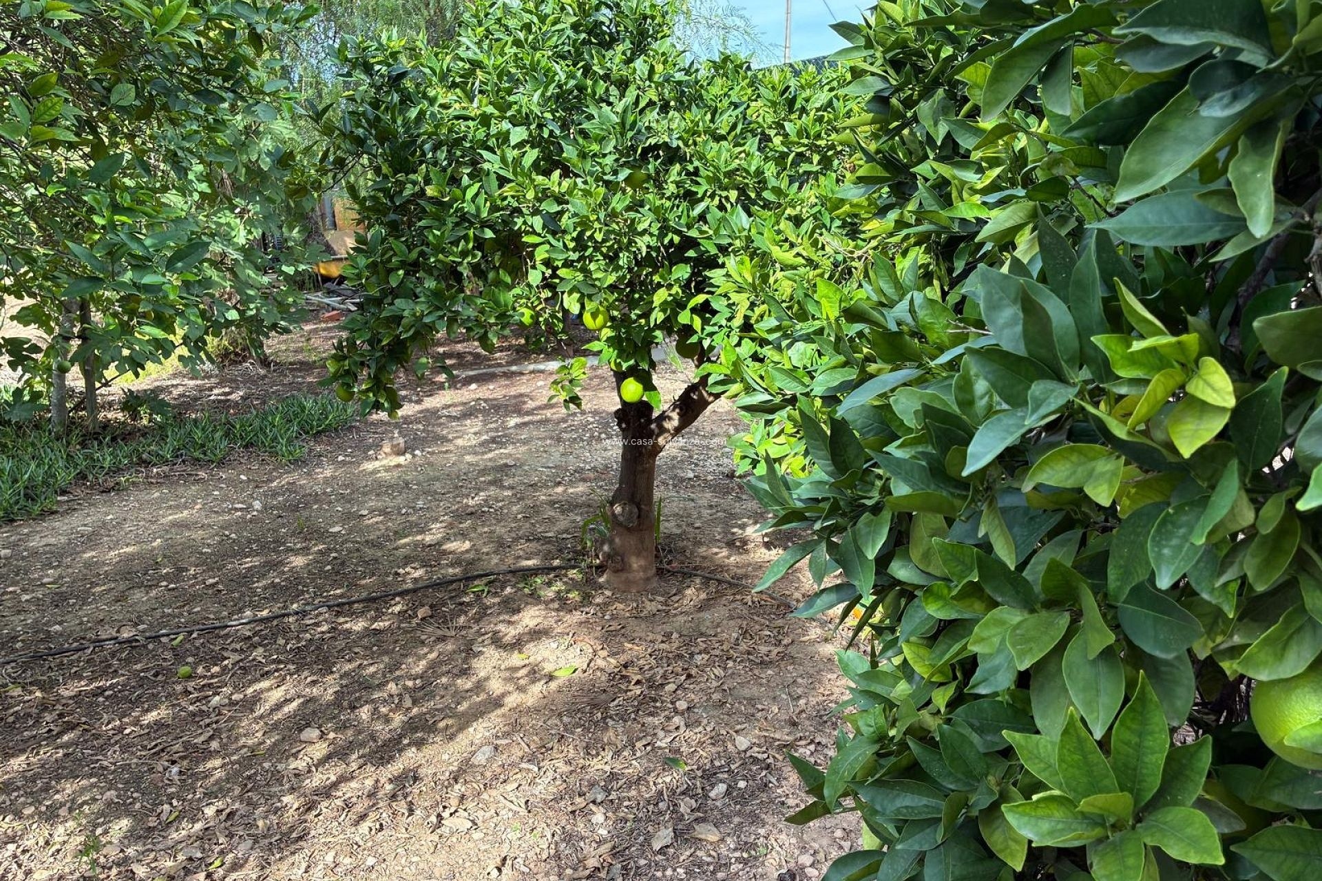 Resale - Villa - Crevillente - Crevillent