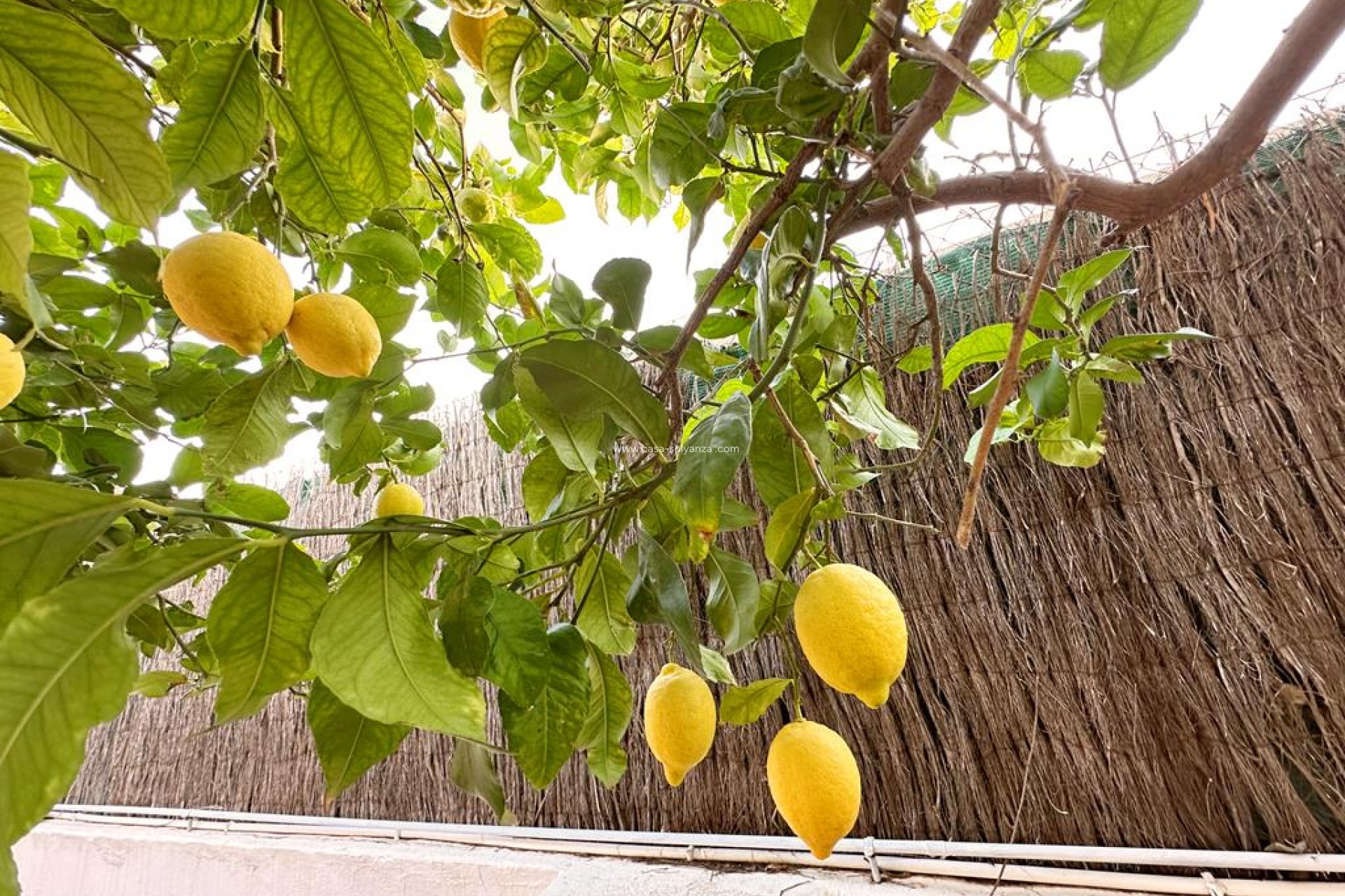 Resale - Villa - Lo Santiago - Inland