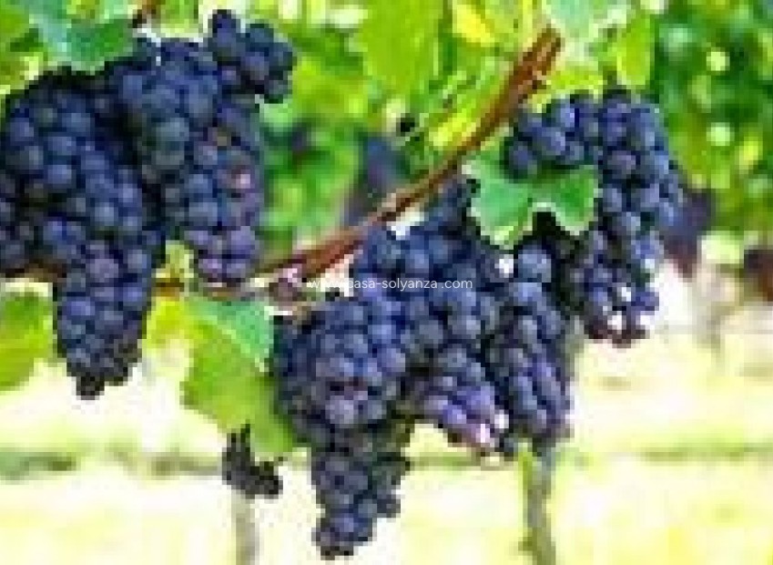 Resale - wine cellar - Bullas - La Copa