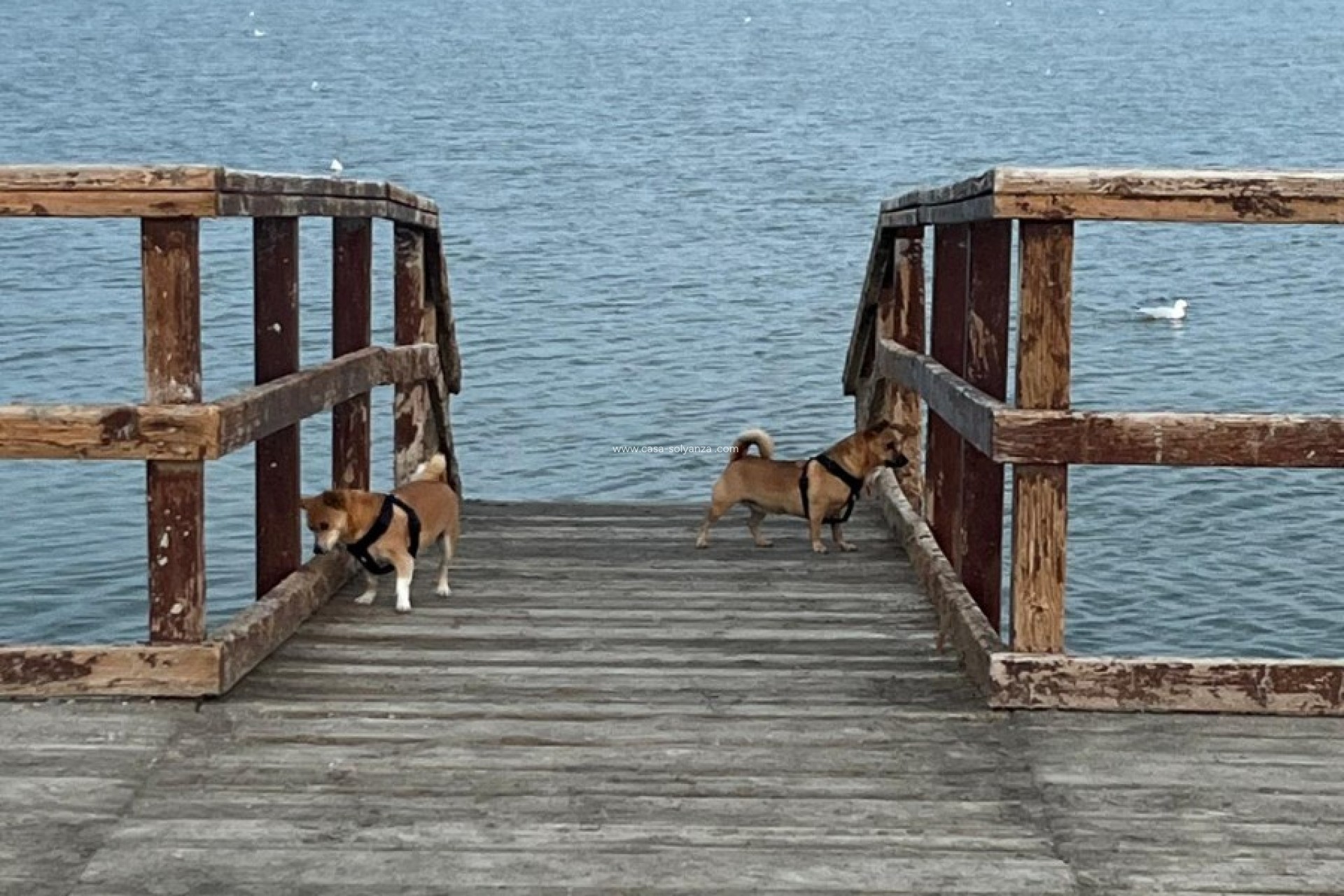 Reventa - Adosado - San Pedro del Pinatar - Los Antolinos