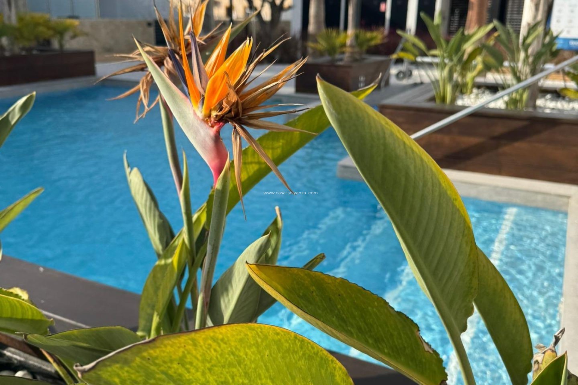 Reventa - Apartamento / piso - Orihuela Costa - Rocio del Mar