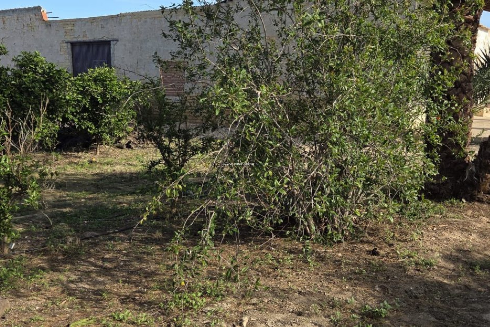 Reventa - Country Property/Finca - Albatera - Inland