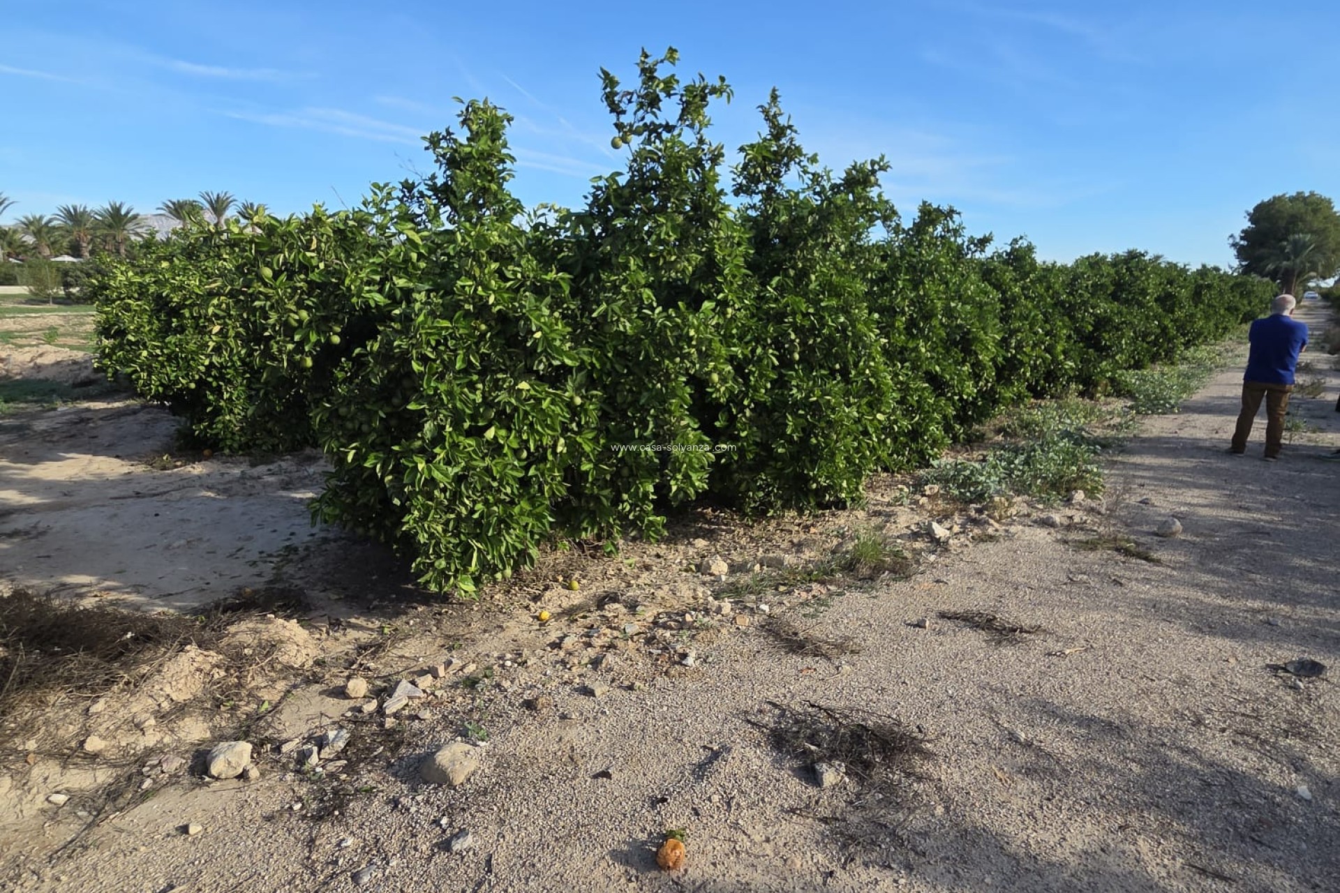 Reventa - Country Property/Finca - Albatera