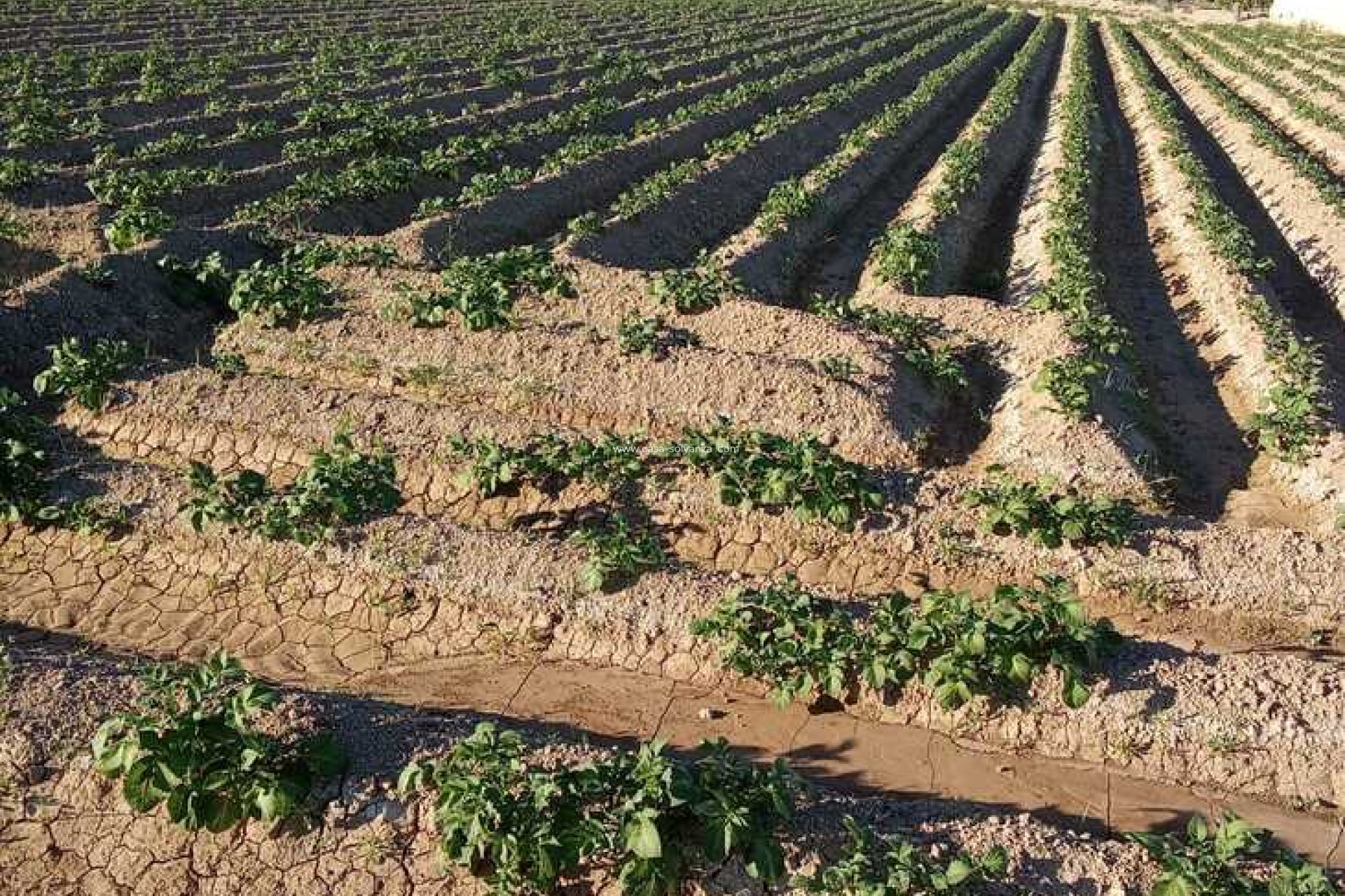 Reventa - Country Property/Finca - Arneva - LOS DESAMPARADOS