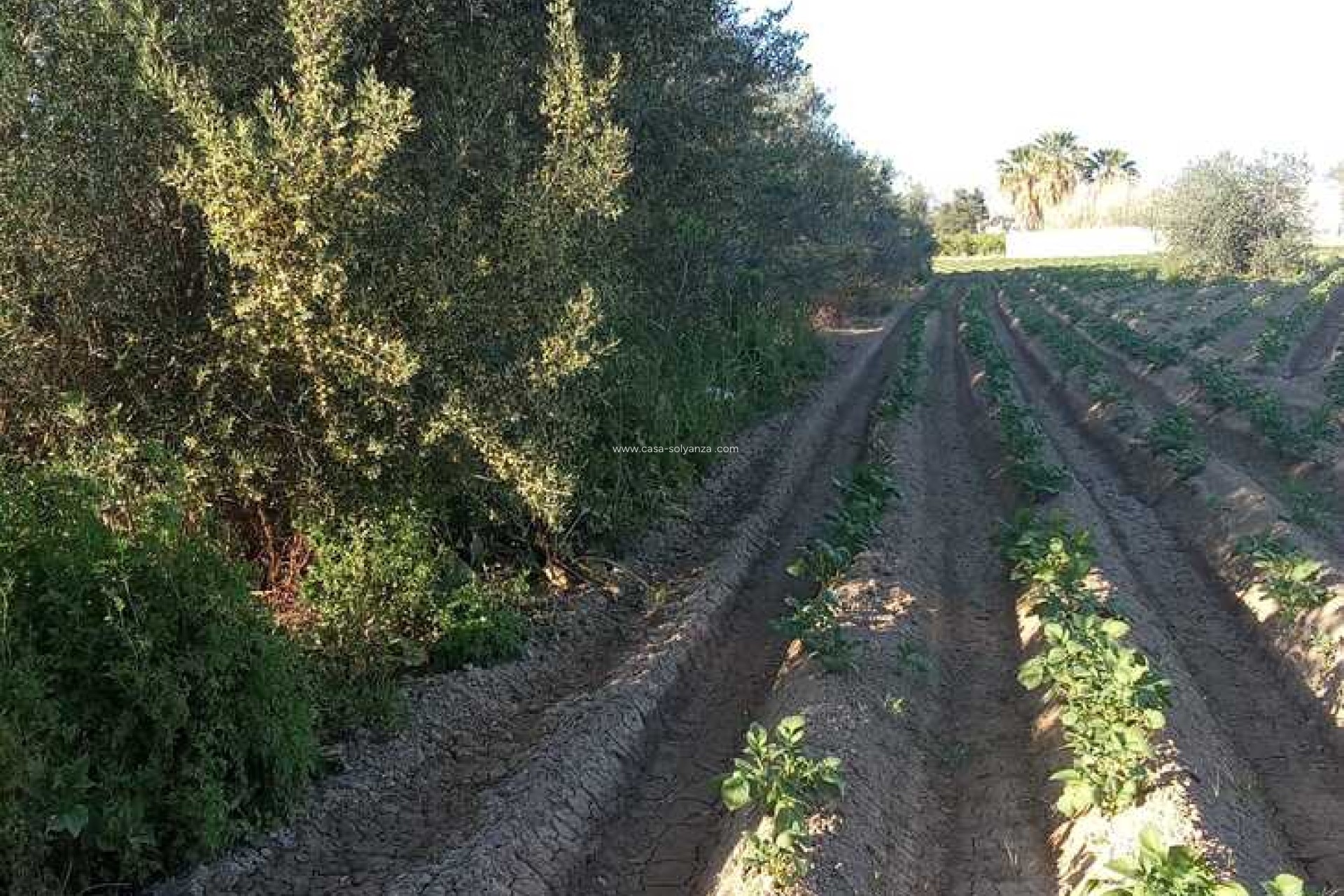 Reventa - Country Property/Finca - Arneva - LOS DESAMPARADOS