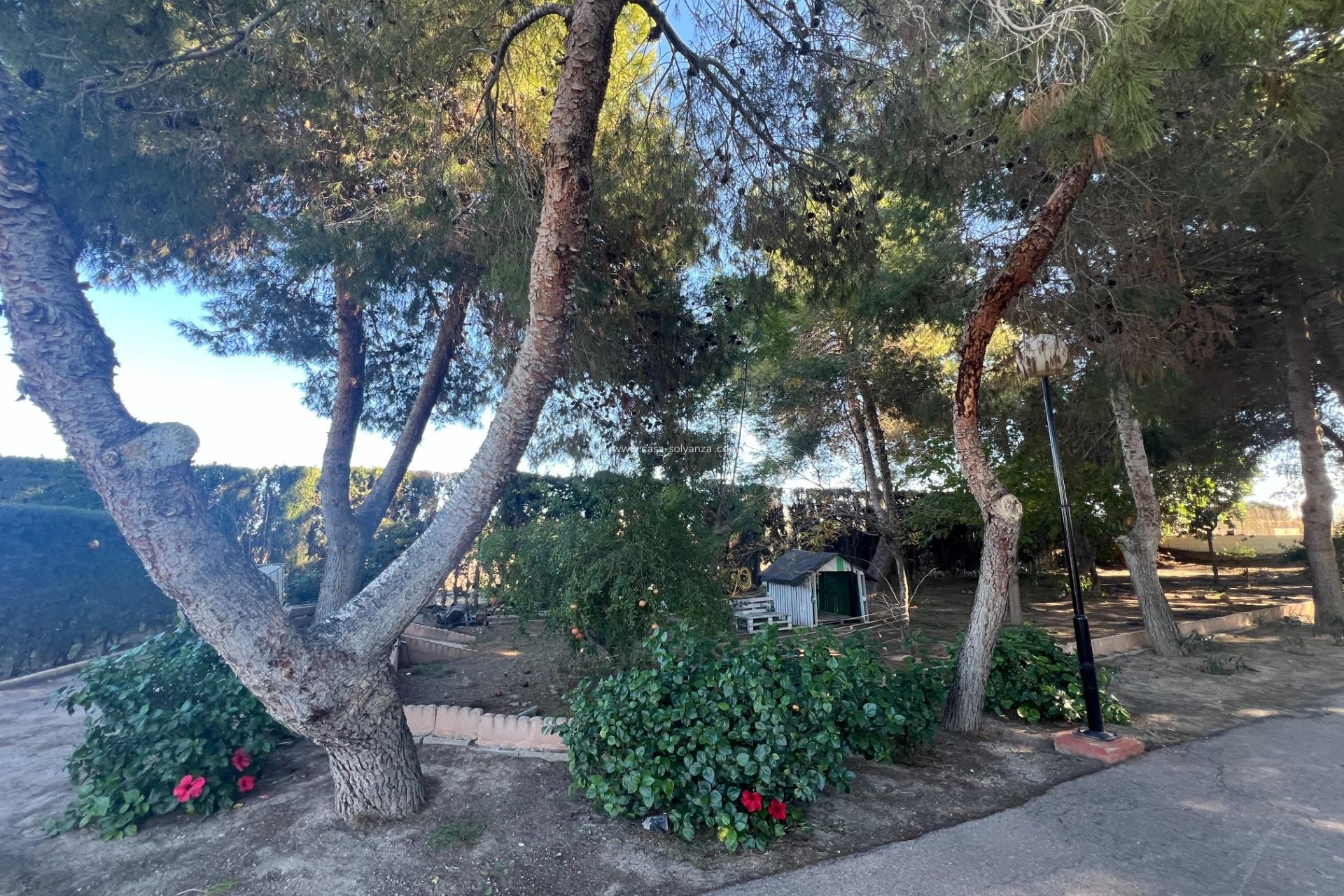 Reventa - Country Property/Finca - Dolores - Comunidad Valenciana