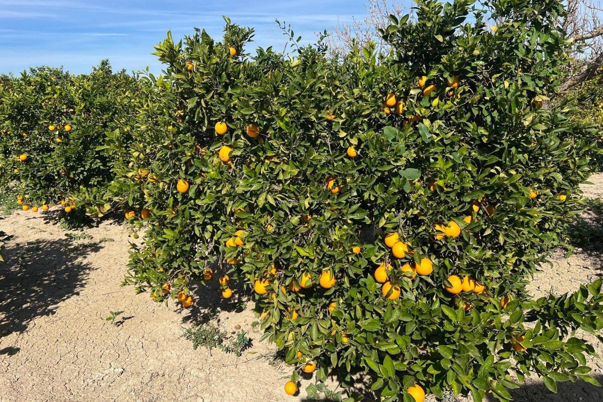 Reventa - Country Property/Finca - Los Montesinos - Comunidad Valenciana