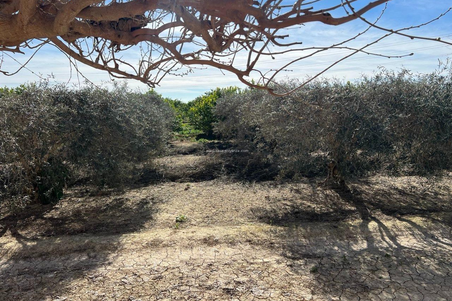 Reventa - Country Property/Finca - Los Montesinos - Comunidad Valenciana