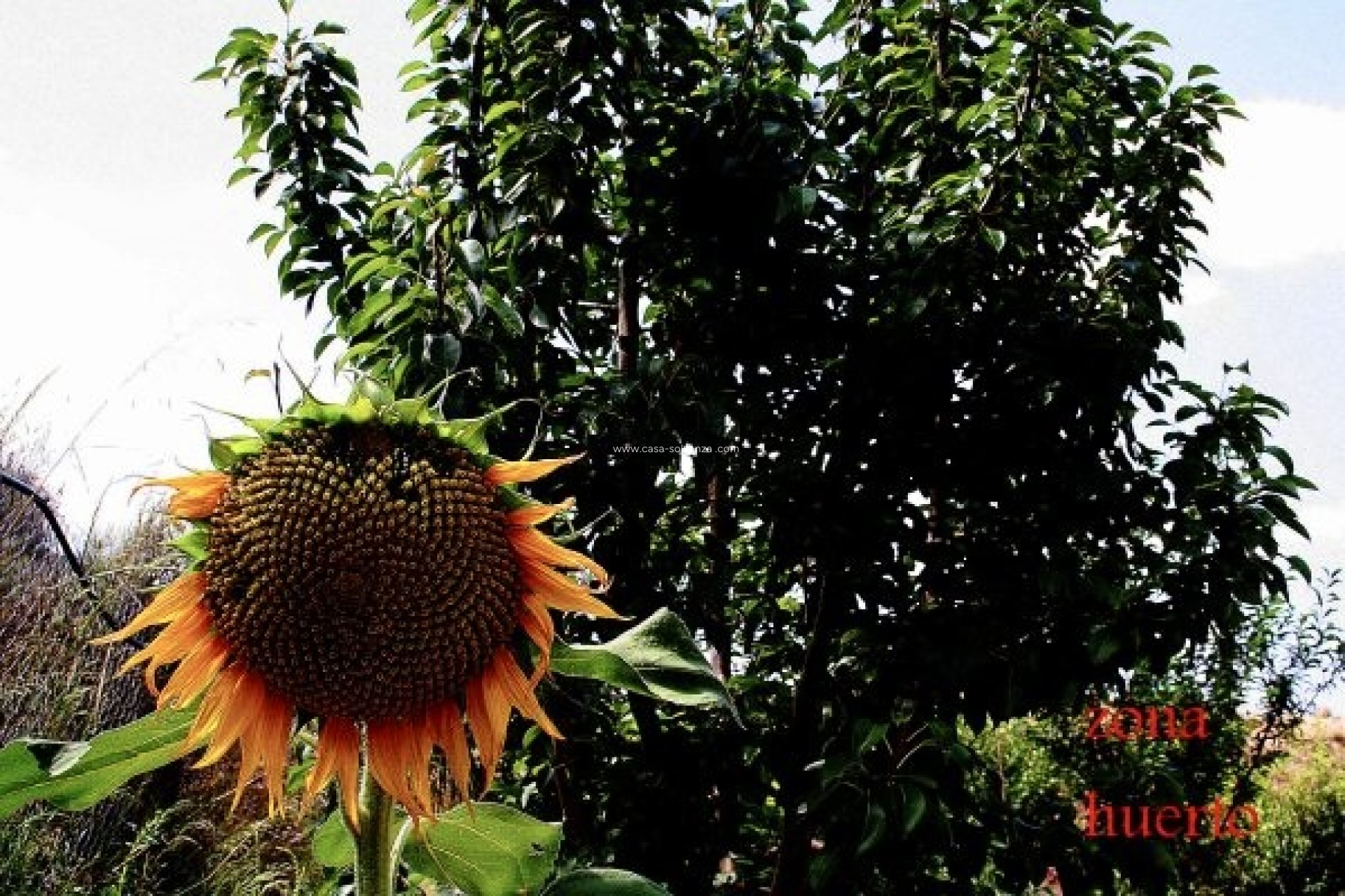 Reventa - Country Property/Finca - Murcia - Inland